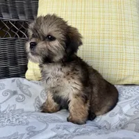 Rachel, a female Shorkie for sale in Macomb Township, MI – 3 of 4