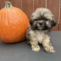 Carmel , a male Shih Tzu for sale in Macomb Township, MI – 3 of 9