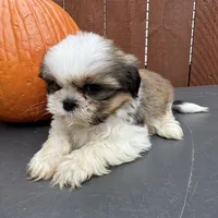 Fudge, a male Shih Tzu for sale in Macomb Township, MI – 7 of 10