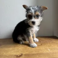 Sable , a female Chorkie for sale in Macomb Township, MI – 4 of 7