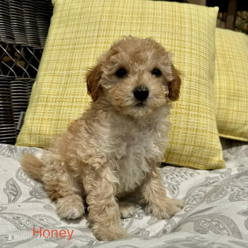 Honey  – Poodle - Miniature  puppy for sale in Macomb Township, MI