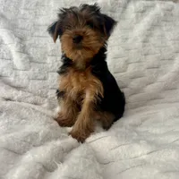 Johnny, a male Yorkshire Terrier for sale in Macomb Township, MI – 5 of 6