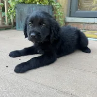 Dan, a male Golden Retriever and Bernedoodle for sale in Macomb Township, MI – 4 of 5