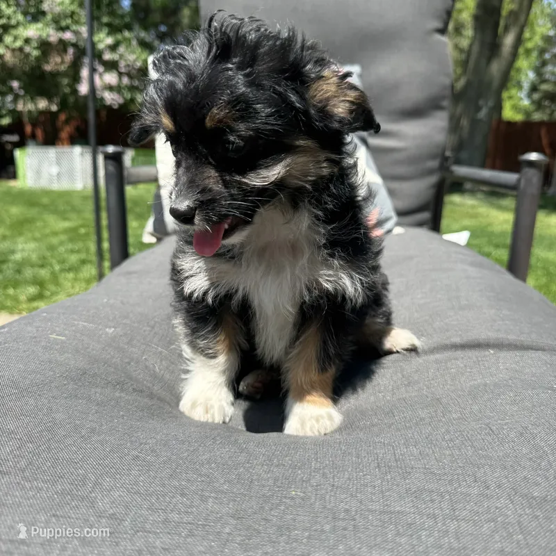 Will – Miniature Aussiedoodle puppy for sale in Macomb Township, MI