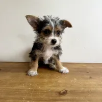 Sable , a female Chorkie for sale in Macomb Township, MI – 5 of 7