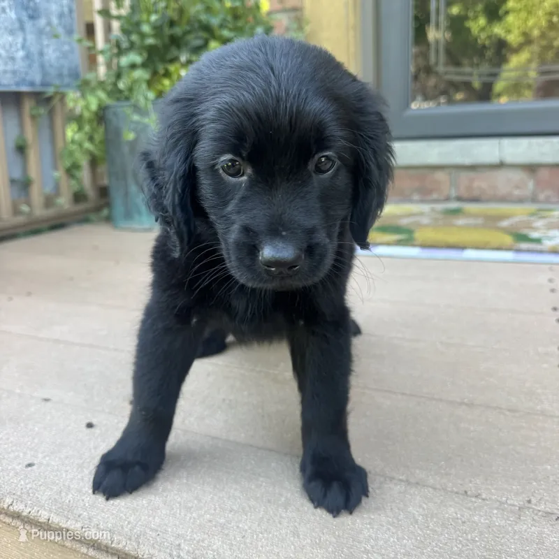Lily  – Golden Retriever, Bernedoodle puppy for sale in Macomb Township, MI