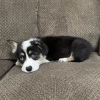 Chip, a male Pembroke Welsh Corgi for sale in Macomb Township, MI – 4 of 6