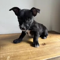 Tito, a male Chihuahua and Yorkshire Terrier for sale in Macomb Township, MI – 2 of 5