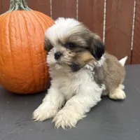 Fudge, a male Shih Tzu for sale in Macomb Township, MI – 9 of 10