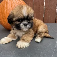 Candy, a female Shih Tzu for sale in Macomb Township, MI – 9 of 9