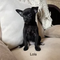 Lola, a female Chihuahua for sale in Macomb Township, MI – 4 of 6