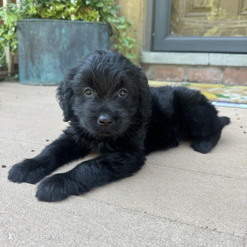 Serena  – Golden Retriever, Bernedoodle puppy for sale in Macomb Township, MI