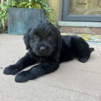 Serena , a female Golden Retriever and Bernedoodle for sale in Macomb Township, MI – 1 of 6