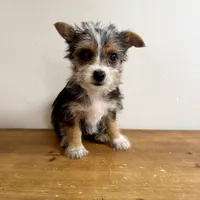 Sable , a female Chorkie for sale in Macomb Township, MI – 2 of 7