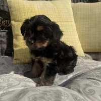 Ross, a male Shih Tzu and Yorkshire Terrier for sale in Macomb Township, MI – 2 of 4