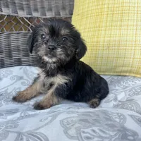 Monica , a female Shih Tzu and Yorkshire Terrier for sale in Macomb Township, MI – 4 of 7