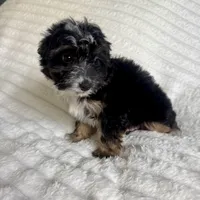 Jake, a male Miniature Aussiedoodle for sale in Macomb Township, MI – Photo 3 of 3