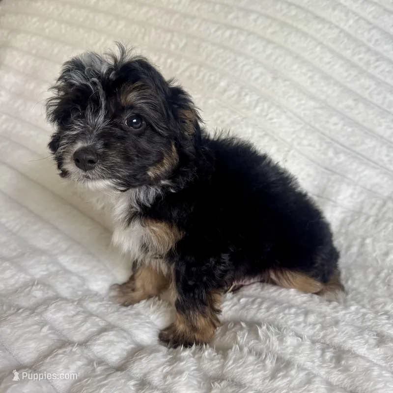 Jake, a male Miniature Aussiedoodle for sale in Macomb Township, MI – Photo 1 of 3