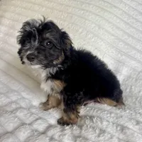 Jake, a male Miniature Aussiedoodle for sale in Macomb Township, MI – Photo 1 of 3