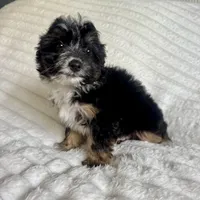 Jake, a male Miniature Aussiedoodle for sale in Macomb Township, MI – Photo 2 of 3