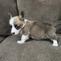 Chester , a male Pembroke Welsh Corgi for sale in Macomb Township, MI – 3 of 4