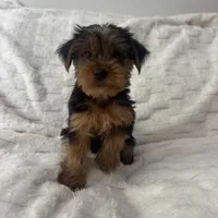 Johnny, a male Yorkshire Terrier for sale in Macomb Township, MI – 6 of 6
