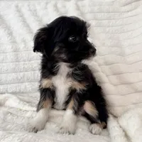 Lily , a female Miniature Aussiedoodle for sale in Macomb Township, MI – Photo 3 of 5