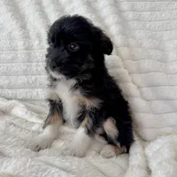 Lily , a female Miniature Aussiedoodle for sale in Macomb Township, MI – Photo 4 of 5
