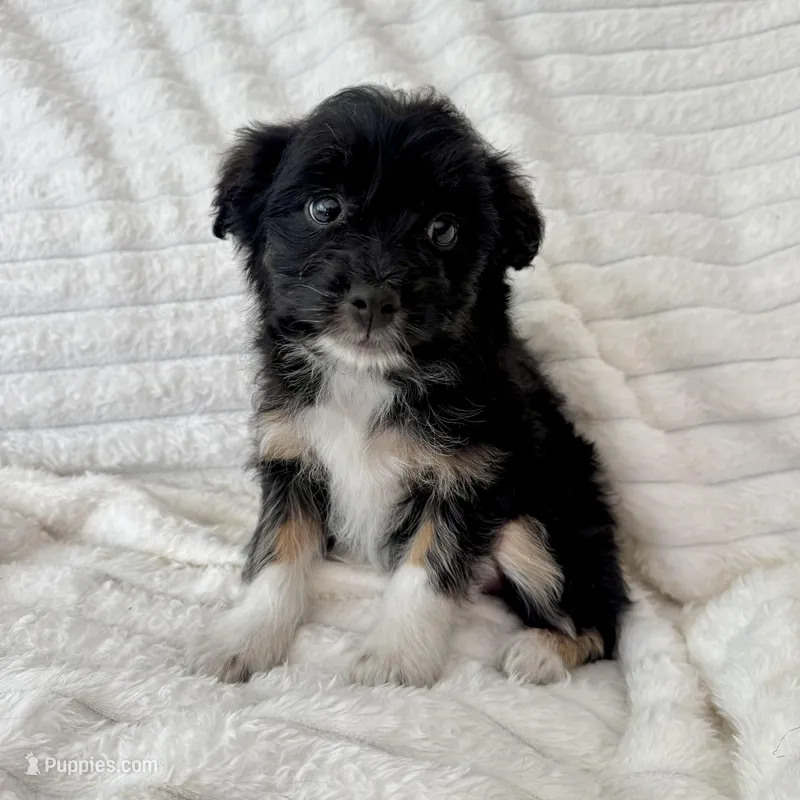 Lily  – Miniature Aussiedoodle puppy for sale in Macomb Township, MI