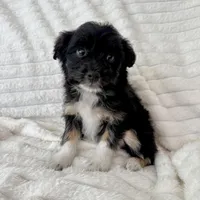 Lily , a female Miniature Aussiedoodle for sale in Macomb Township, MI – Photo 1 of 5