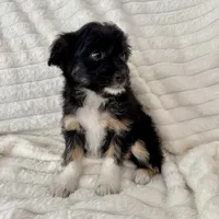 Lily , a female Miniature Aussiedoodle for sale in Macomb Township, MI – Photo 5 of 5