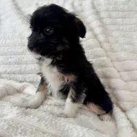 Lily , a female Miniature Aussiedoodle for sale in Macomb Township, MI – Photo 2 of 5
