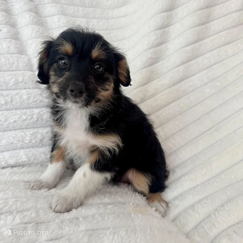 Pearl  – Miniature Aussiedoodle puppy for sale in Macomb Township, MI