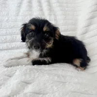 Pearl , a female Miniature Aussiedoodle for sale in Macomb Township, MI – Photo 1 of 4