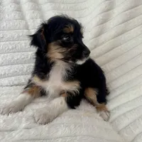 Pearl , a female Miniature Aussiedoodle for sale in Macomb Township, MI – Photo 4 of 4