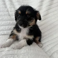 Pearl , a female Miniature Aussiedoodle for sale in Macomb Township, MI – Photo 3 of 4