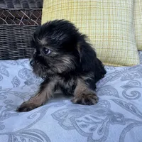 Monica , a female Shorkie for sale in Macomb Township, MI – 4 of 7