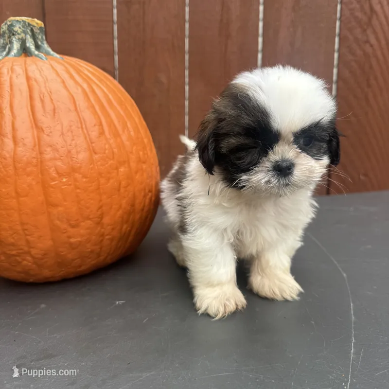 Peanut – Shih Tzu puppy for sale in Macomb Township, MI