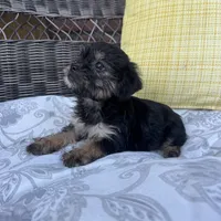 Monica , a female Shih Tzu and Yorkshire Terrier for sale in Macomb Township, MI – 6 of 7