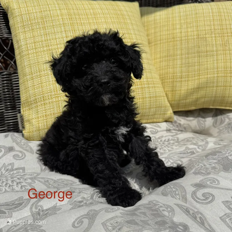 George  – Poodle - Miniature  puppy for sale in Macomb Township, MI