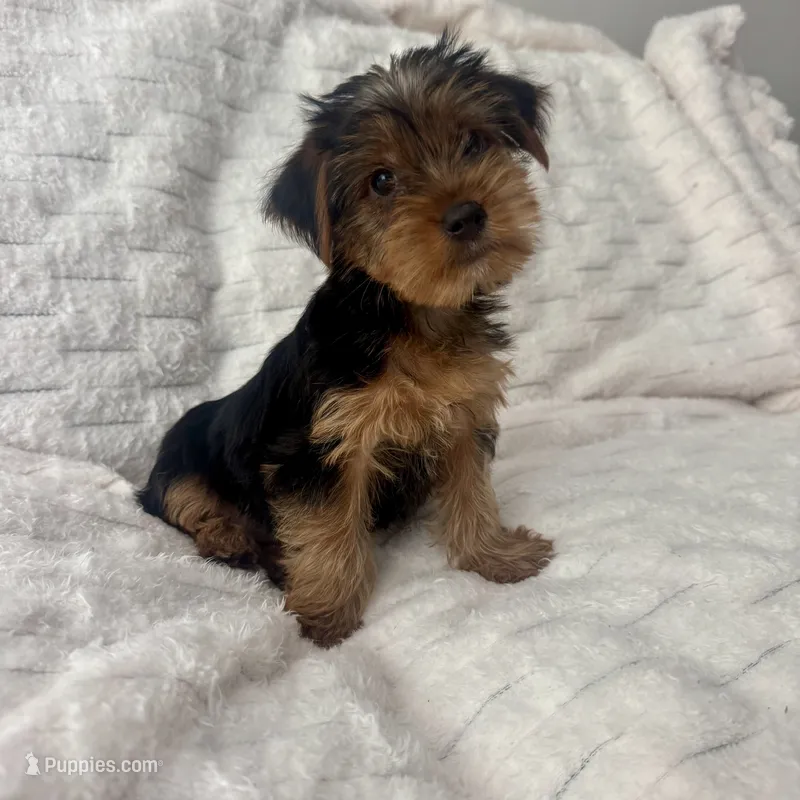 Johnny – Yorkshire Terrier puppy for sale in Macomb Township, MI