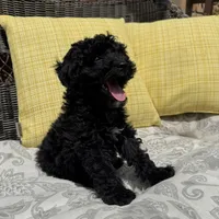 George , a male Poodle - Miniature  for sale in Macomb Township, MI – 2 of 7