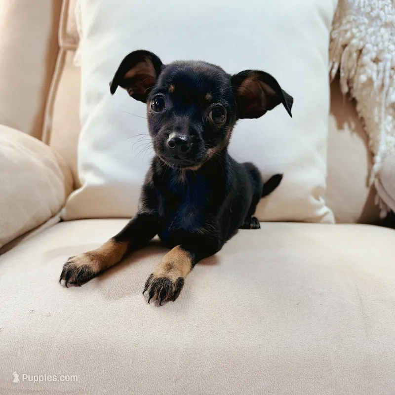 Bella – Chihuahua puppy for sale in Macomb Township, MI