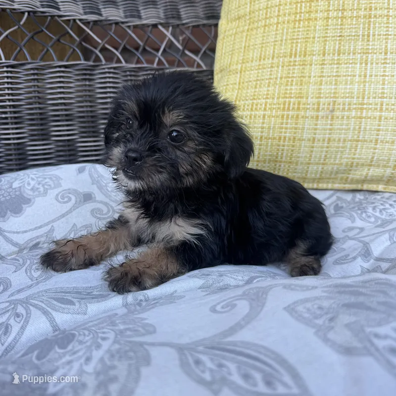 Monica  – Shorkie puppy for sale in Macomb Township, MI