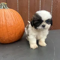 Peanut, a male Shih Tzu for sale in Macomb Township, MI – 5 of 9