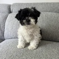 Stacey , a female Shih Tzu for sale in Macomb Township, MI – 2 of 4