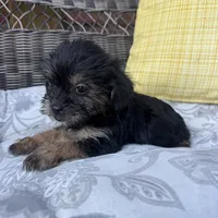 Monica , a female Shih Tzu and Yorkshire Terrier for sale in Macomb Township, MI – 2 of 7