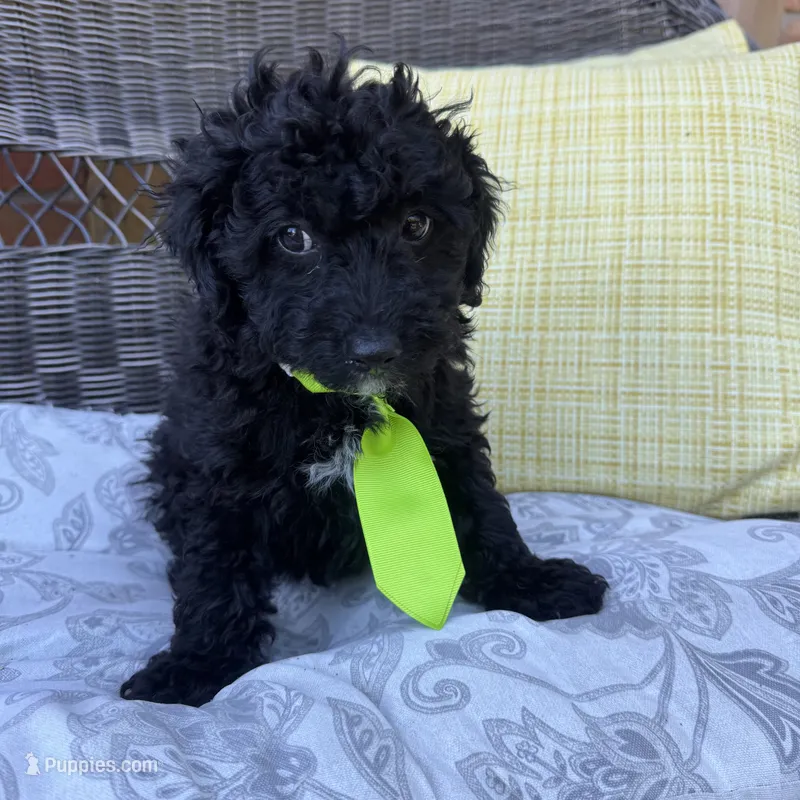 George  – Poodle - Toy  puppy for sale in Macomb Township, MI