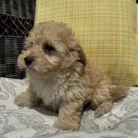 Bowie, a male Poodle - Toy  for sale in Macomb Township, MI – 5 of 6
