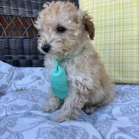 Honey , a male Poodle - Toy  for sale in Macomb Township, MI – 1 of 5